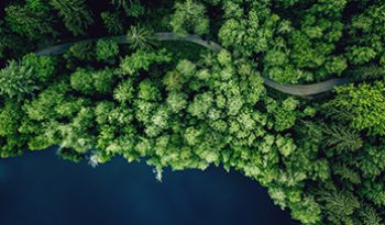 Aerial view of the green forest and the road between it